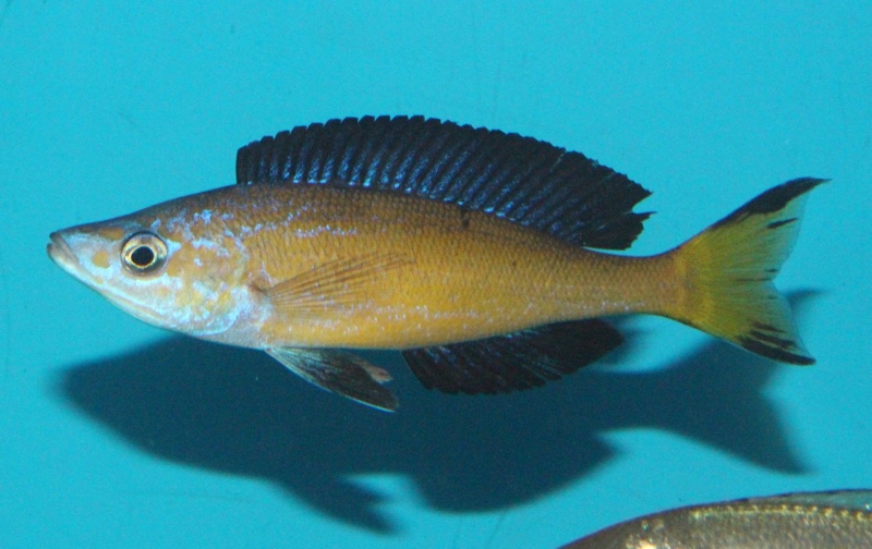 Cyprichromis microlepidotus 'Milima Island'
